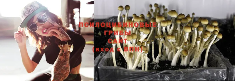 мориарти клад  Мензелинск  Псилоцибиновые грибы Psilocybine cubensis  цены   блэк спрут  